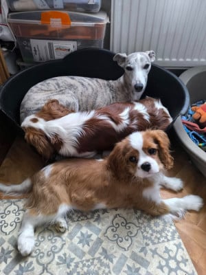 Des Petits Princes D'amour