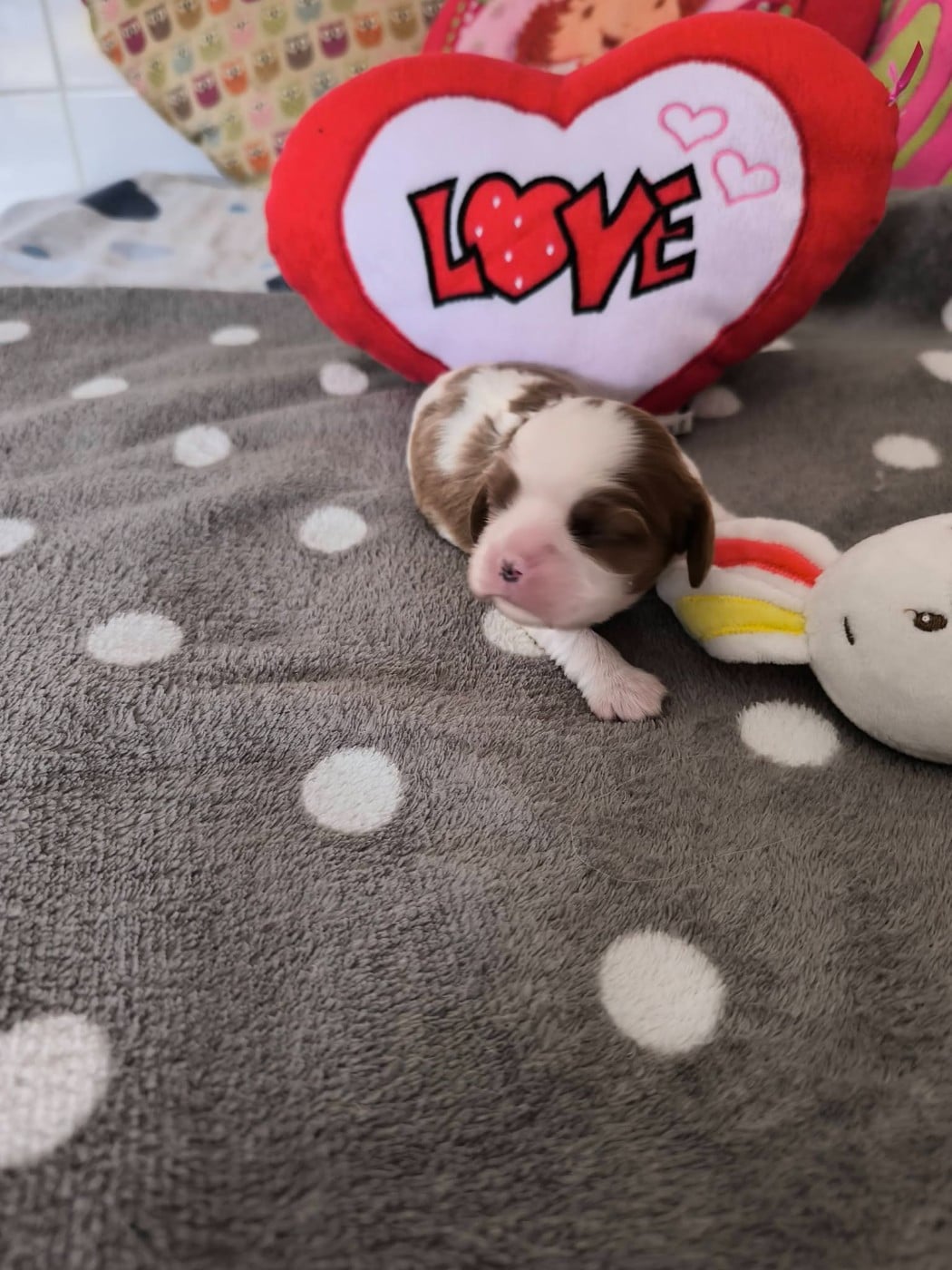 CHIOT 2 - Cavalier King Charles Spaniel
