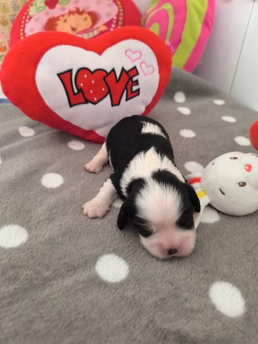 CHIOT 4 - Cavalier King Charles Spaniel