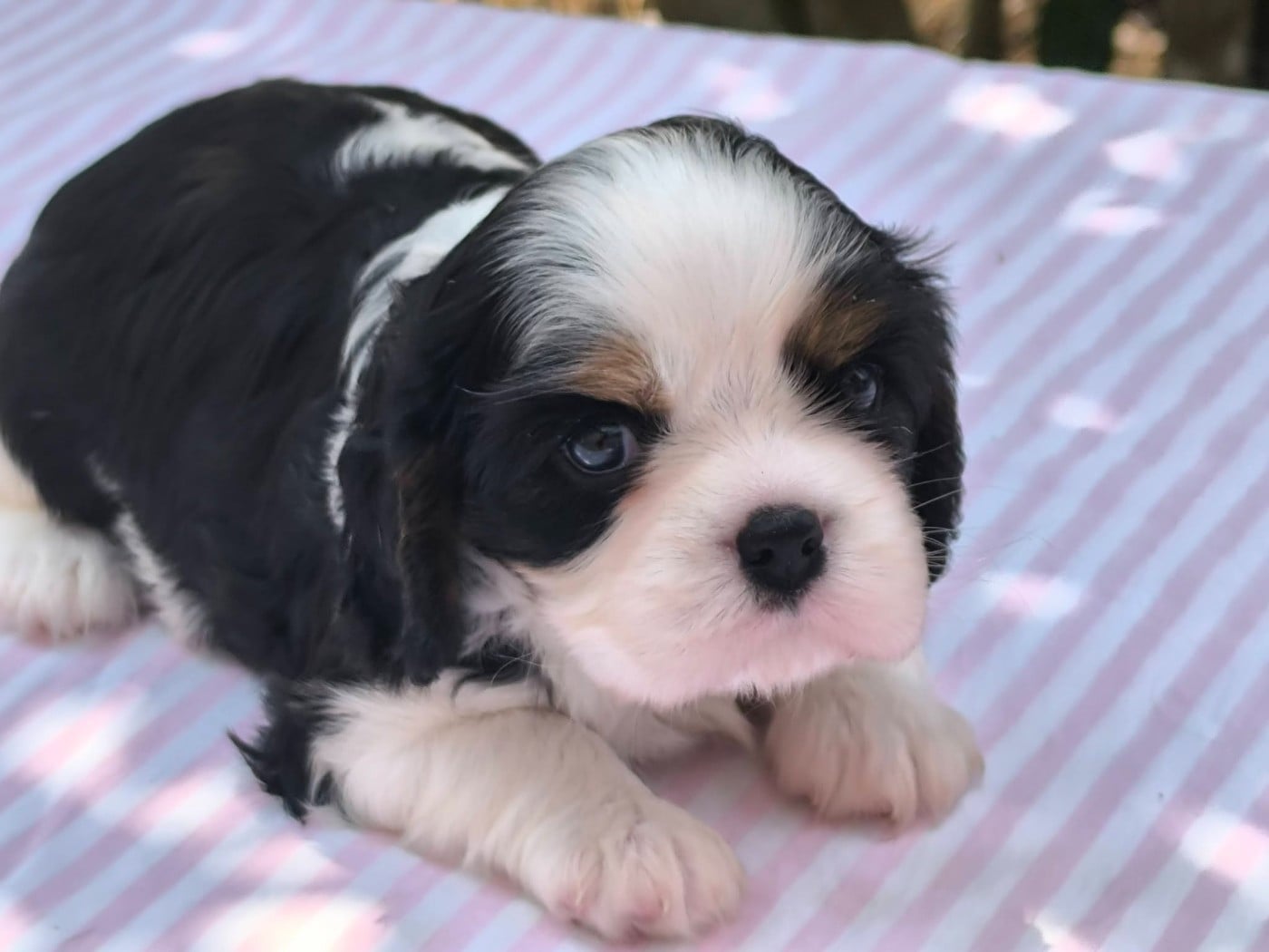Cavalier King Charles Spaniel - Des Petits Princes D'amour