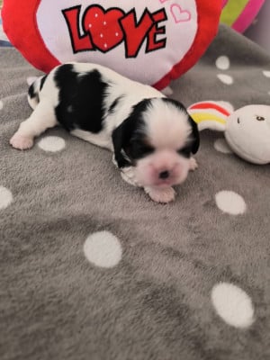 Les chiots de Cavalier King Charles Spaniel