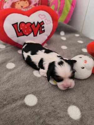 Les chiots de Cavalier King Charles Spaniel