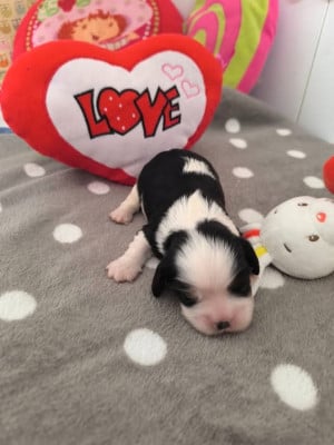 Les chiots de Cavalier King Charles Spaniel