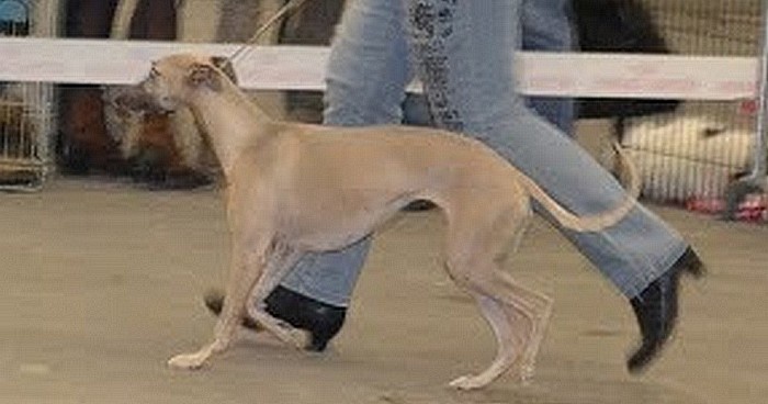 Gypsie girl Des Petits Princes D'amour - 3ème Excellent