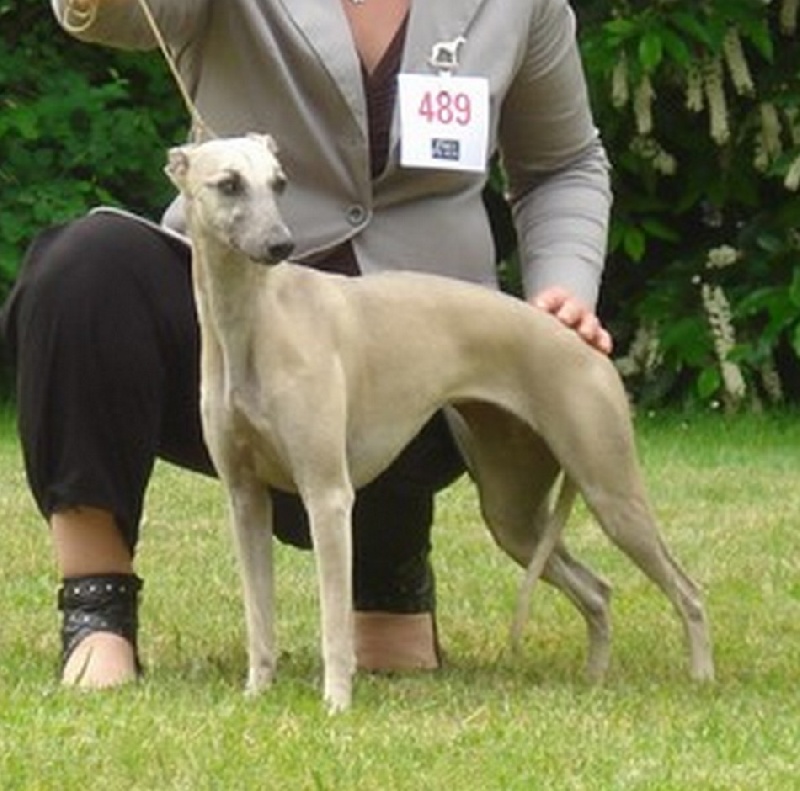 Gypsie girl Des Petits Princes D'amour - 1er excellent classe jeune femelle