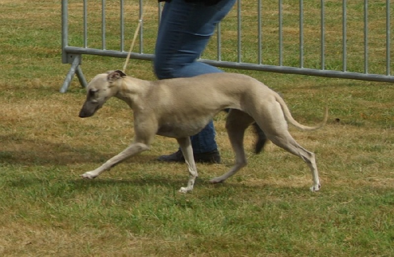 Gypsie girl Des Petits Princes D'amour - 2eme Excellent classe ouverte femelle