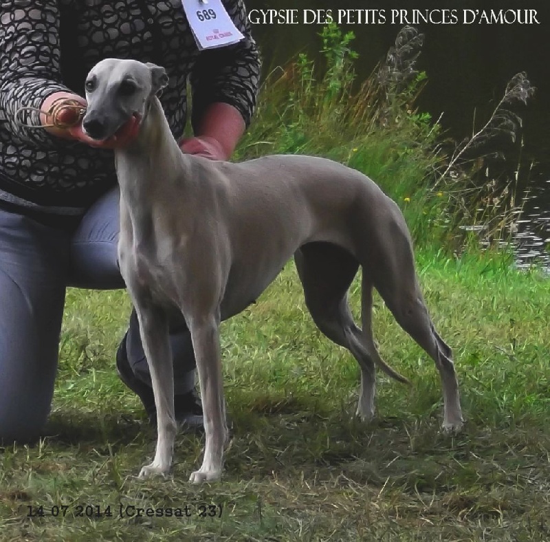 Gypsie girl Des Petits Princes D'amour - 1er excellent cacs