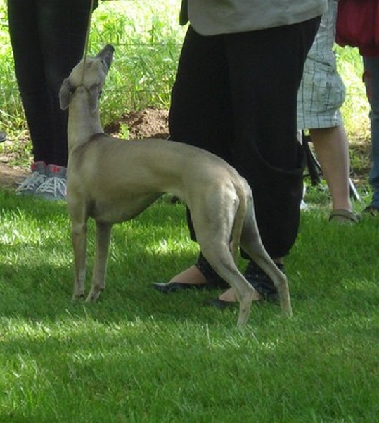 Gypsie girl Des Petits Princes D'amour - Meilleures Jeune Whippet