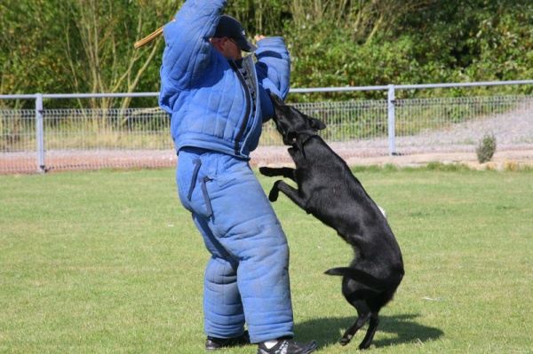 Publication : Du Domaine Du Loup Fidèle Auteur : Aurélie Dziudzia