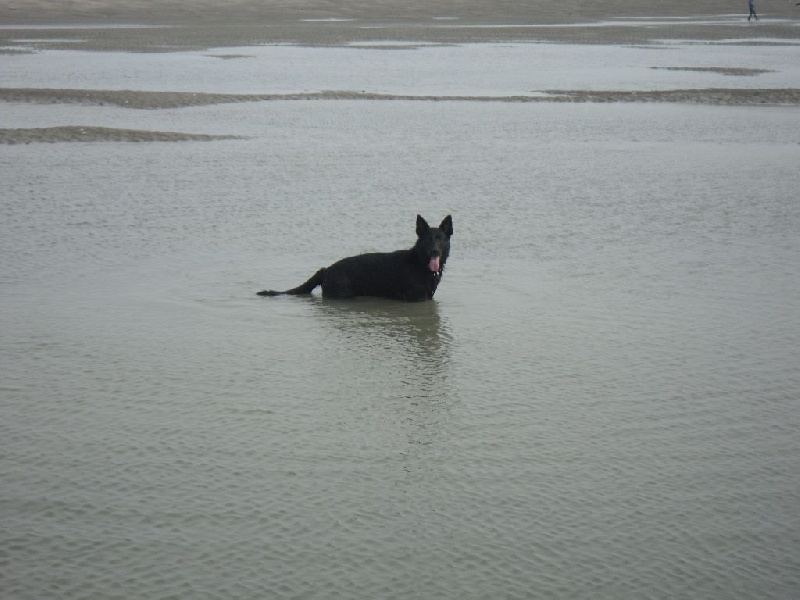 Publication : Du Domaine Du Loup Fidèle Auteur : Aurélie Dziudzia