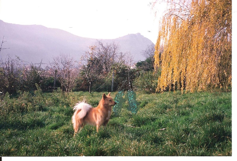CH. Finn'fair lady dite lady De la cascade des jarreaux