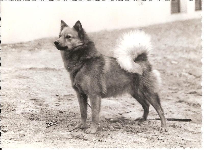 CH. cullabine Belinda