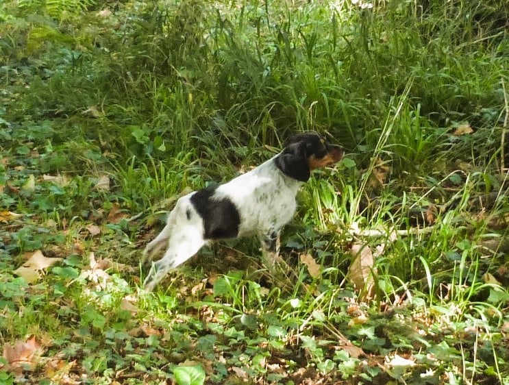 Publication : Du Coeur Ambre Auteur : Elevage du Coeur d'Ambre