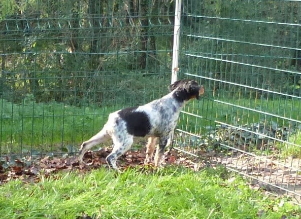 Publication : Du Coeur Ambre Auteur : Elevage du Coeur d'Ambre