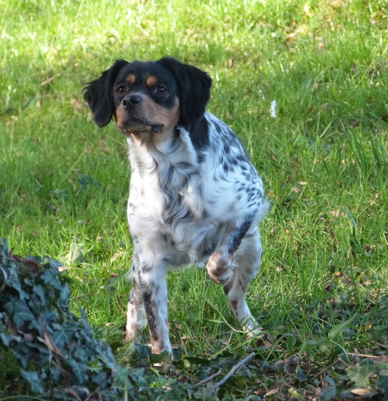 Publication : Du Coeur Ambre Auteur : Elevage du Coeur d'Ambre