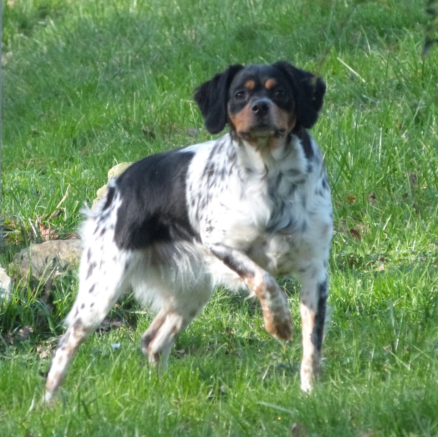 Publication : Du Coeur Ambre Auteur : Elevage du Coeur d'Ambre