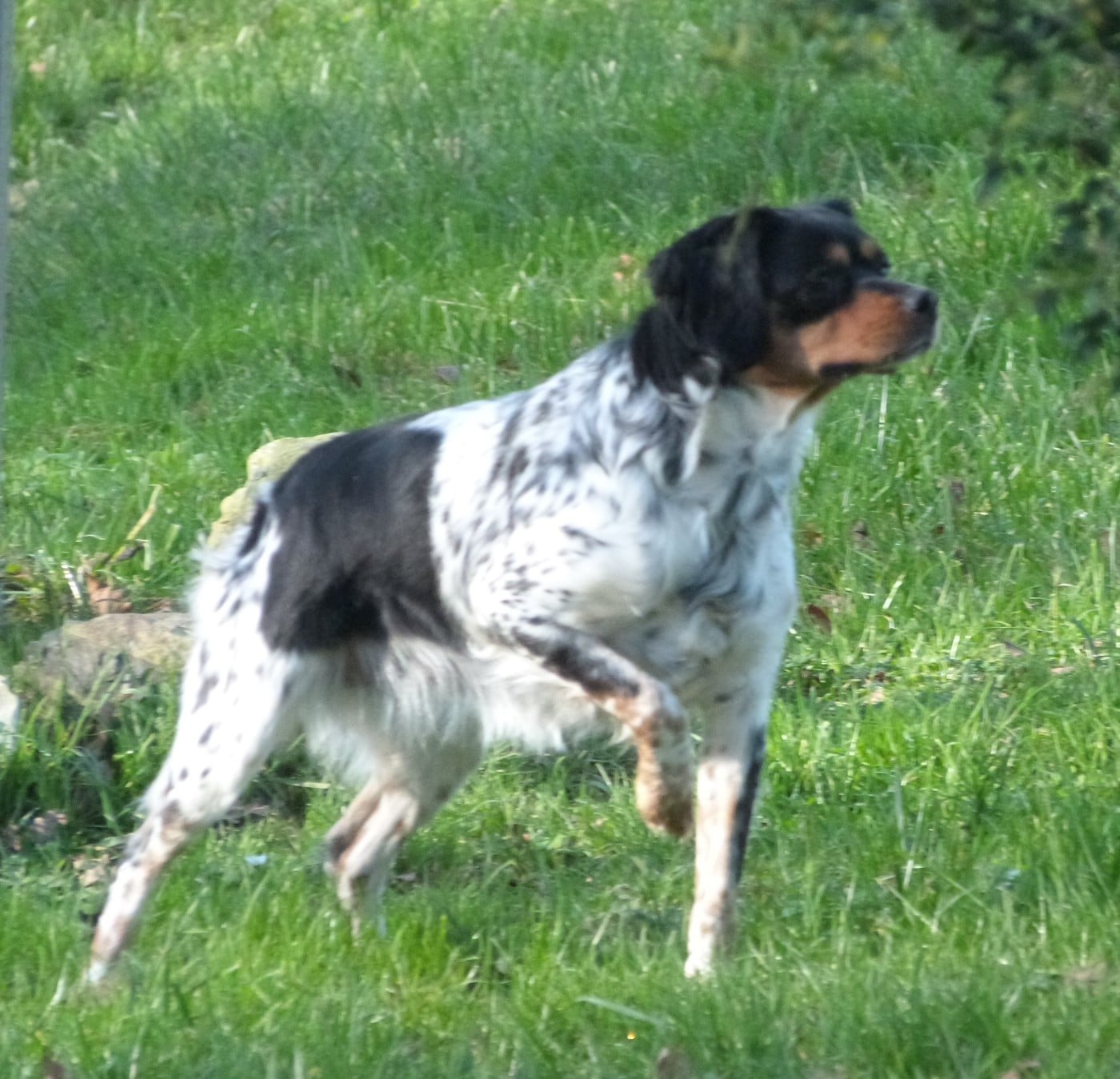 Publication : Du Coeur Ambre Auteur : Elevage du Coeur d'Ambre