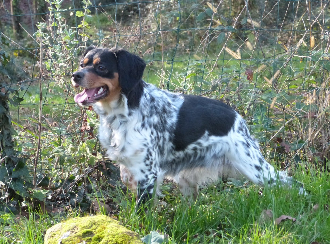 Publication : Du Coeur Ambre Auteur : Elevage du Coeur d'Ambre