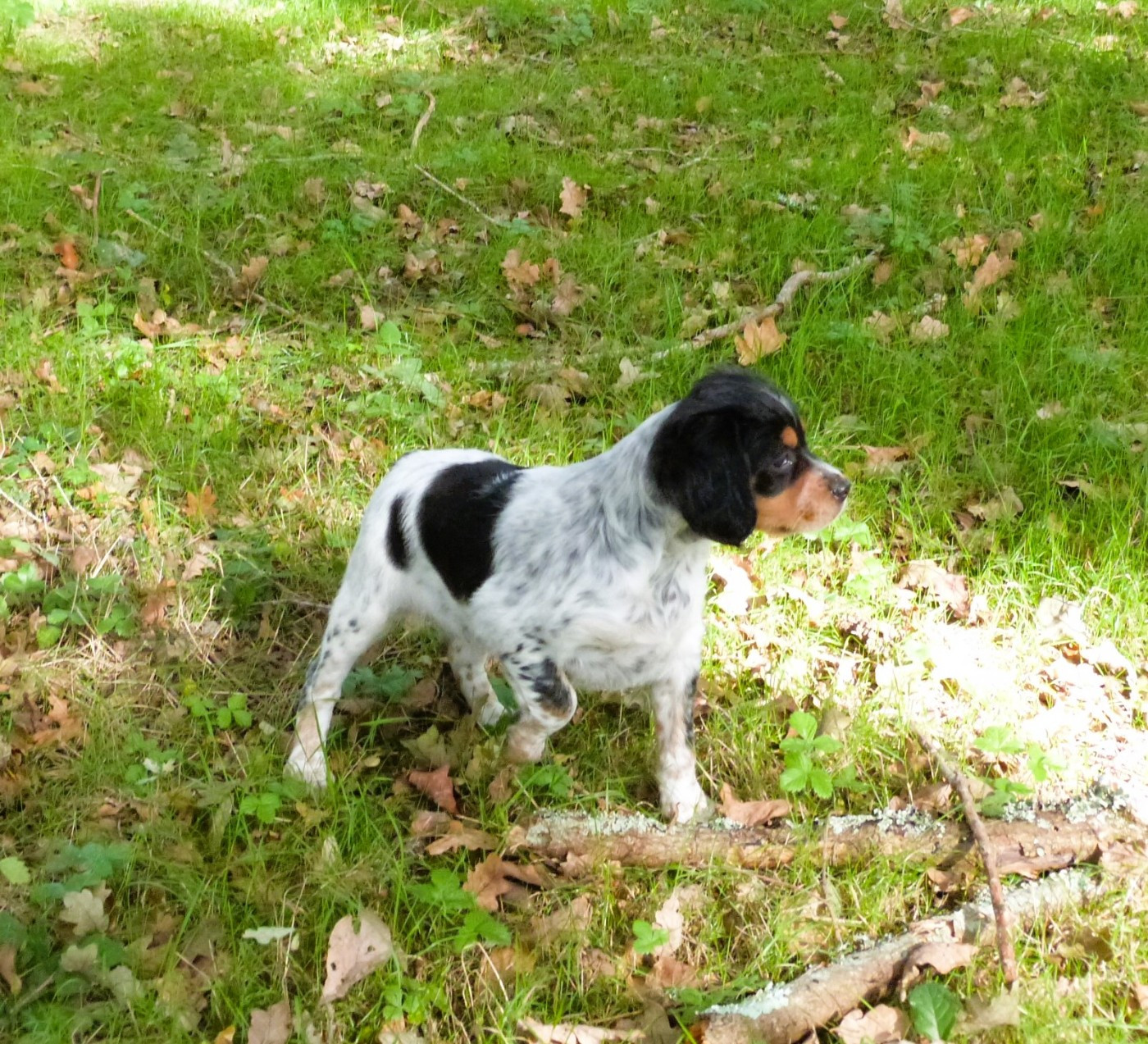 Publication : Du Coeur Ambre Auteur : Elevage du Coeur Ambre