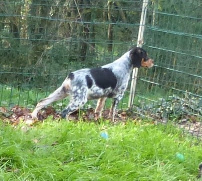 Publication : Du Coeur Ambre Auteur : Elevage du Coeur Ambre