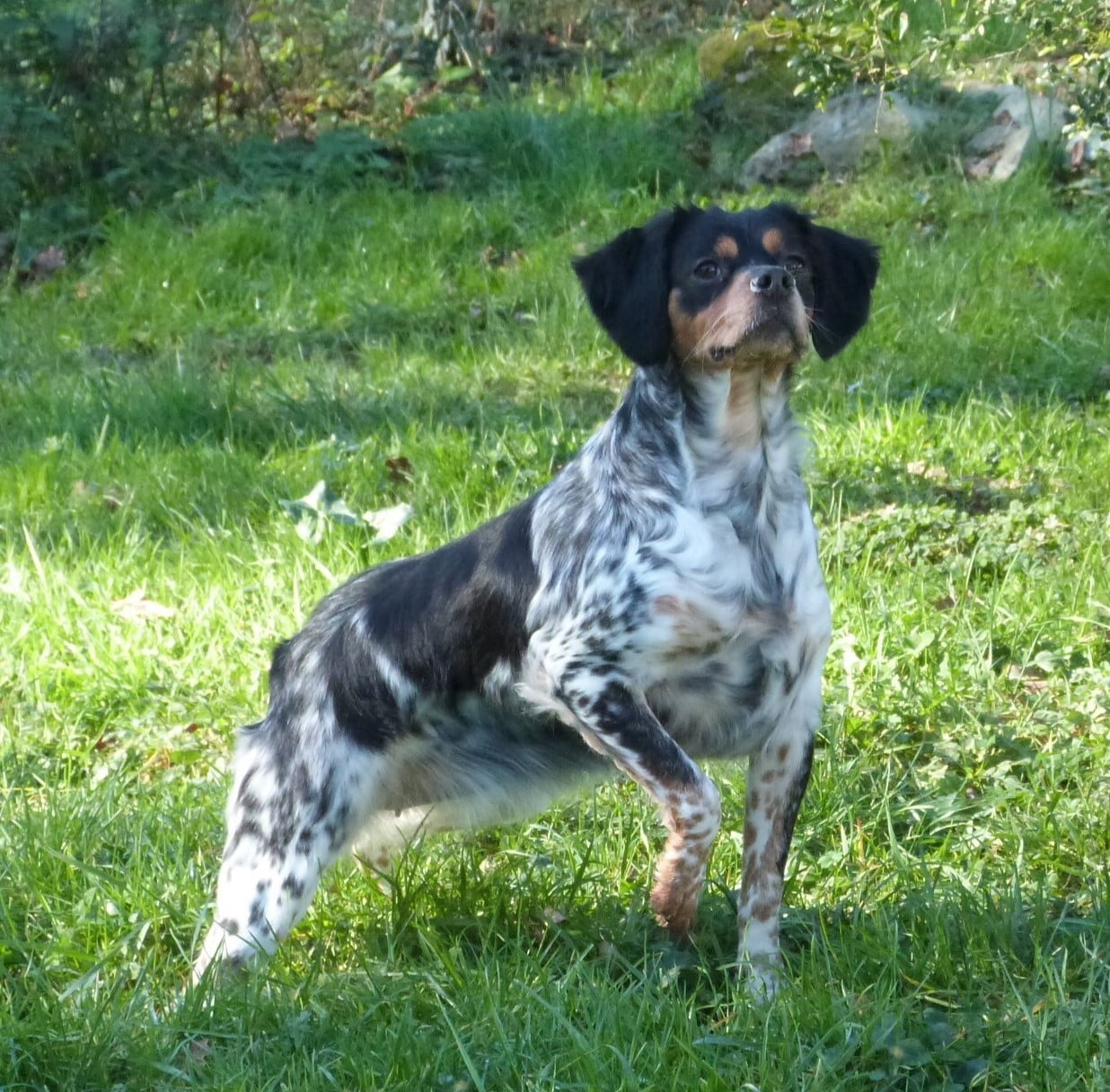 Publication : Du Coeur Ambre Auteur : Elevage du Coeur Ambre