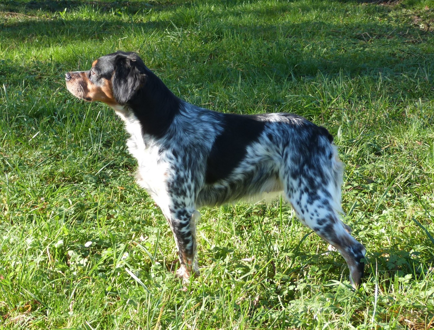 Publication : Du Coeur Ambre Auteur : Elevage du Coeur Ambre