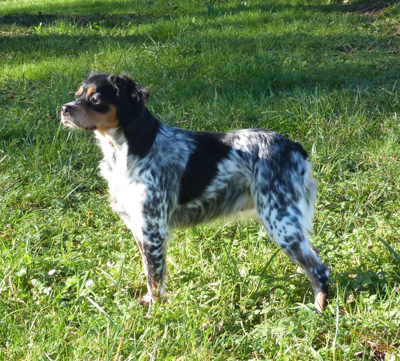 Publication : Du Coeur Ambre Auteur : Elevage du Coeur Ambre