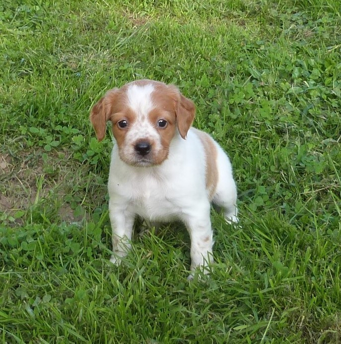 Publication : Du Coeur Ambre Auteur : Elevage du Coeur Ambre