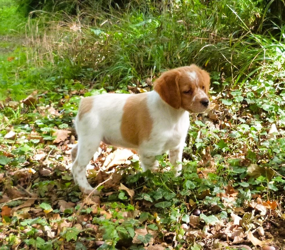 Publication : Du Coeur Ambre Auteur : Elevage du Coeur Ambre