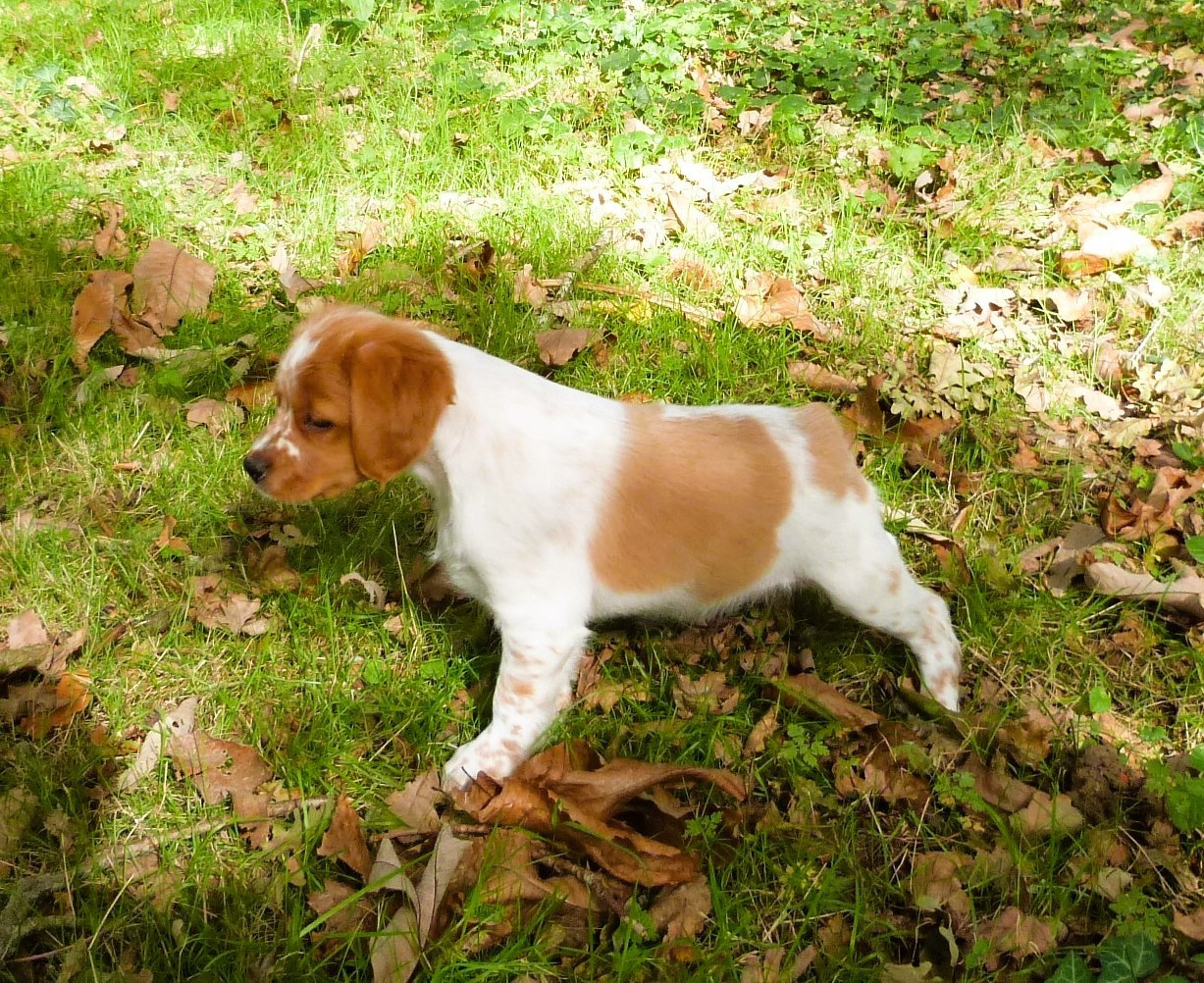 Publication : Du Coeur Ambre Auteur : Elevage du Coeur Ambre