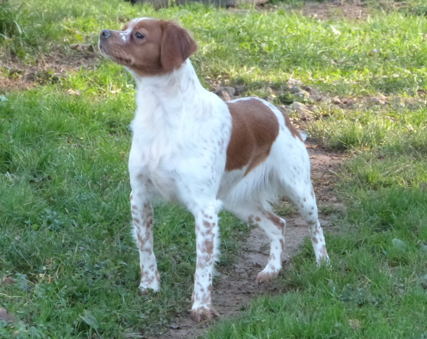 Publication : Du Coeur Ambre Auteur : Elevage du Coeur Ambre