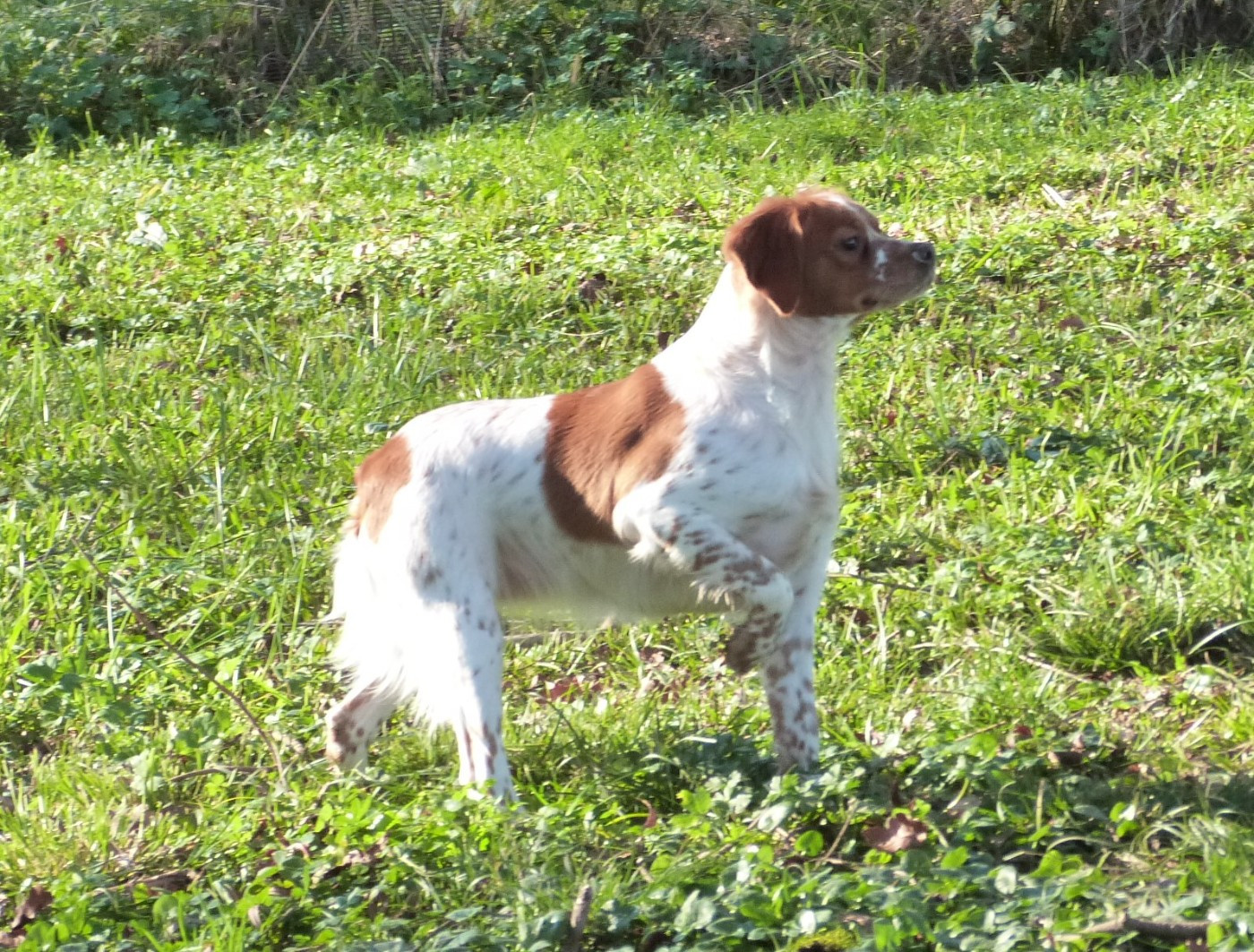 Publication : Du Coeur Ambre Auteur : Elevage du Coeur Ambre