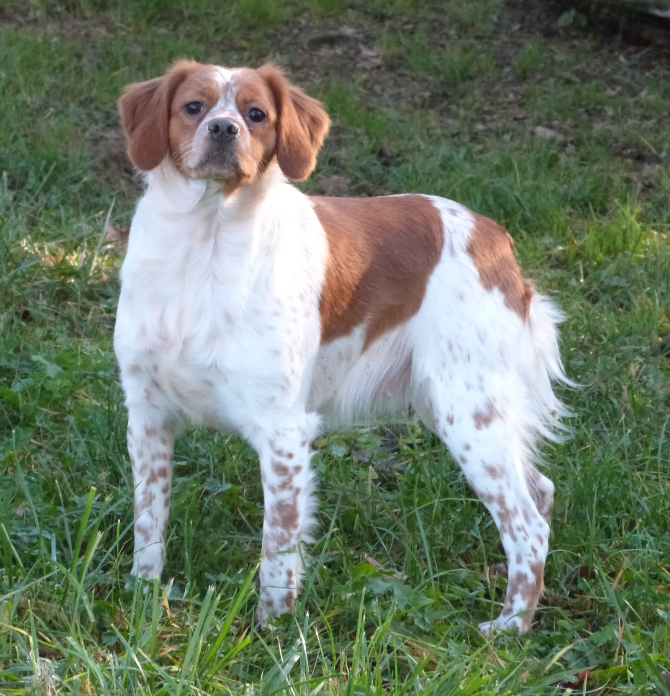 Publication : Du Coeur Ambre Auteur : Elevage du Coeur Ambre