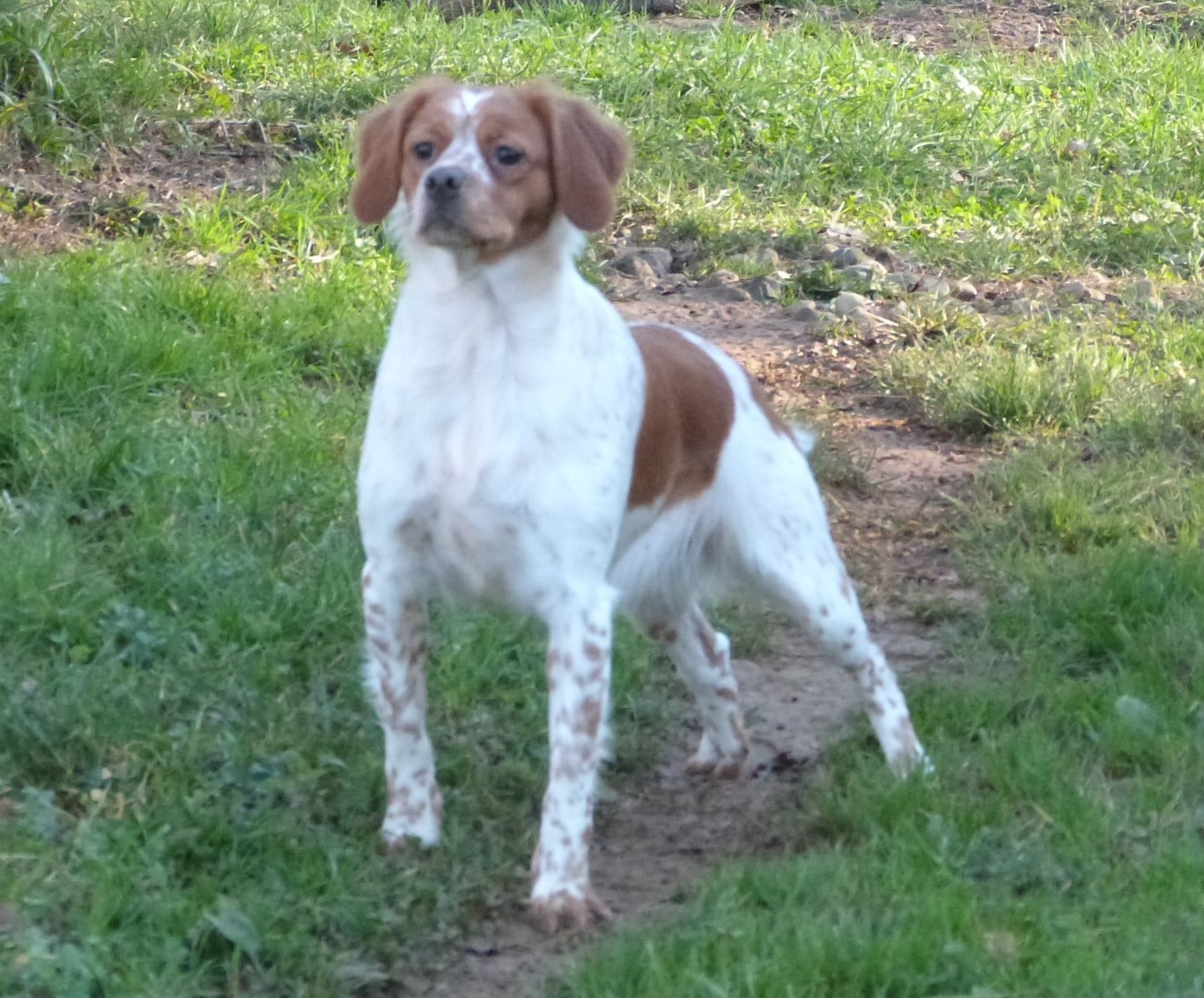 Publication : Du Coeur Ambre Auteur : Elevage du Coeur Ambre