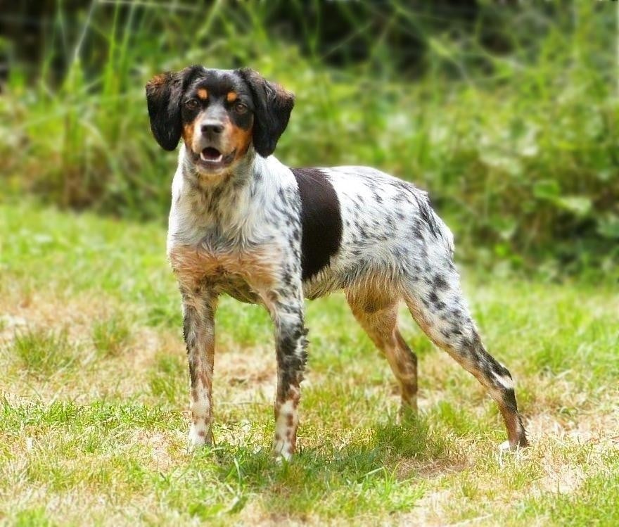 VAN CLEEF ARPELS YSL Du Coeur Ambre