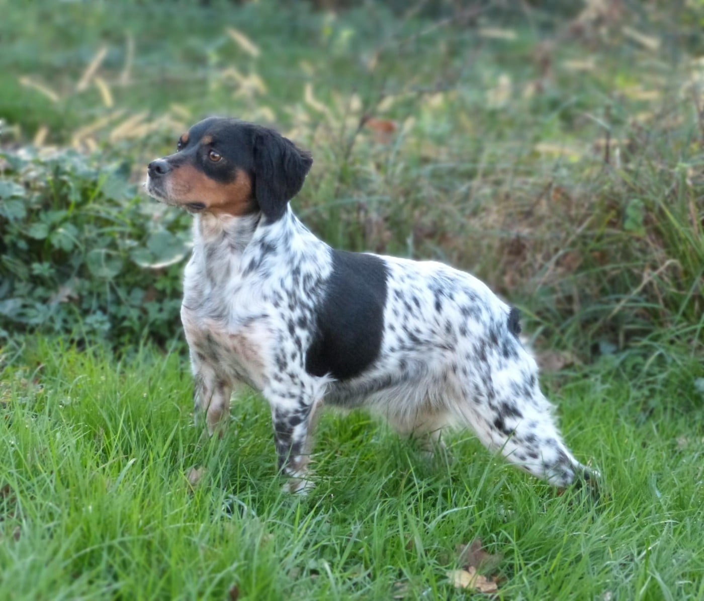 VAN CLEEF ARPELS YSL Du Coeur Ambre