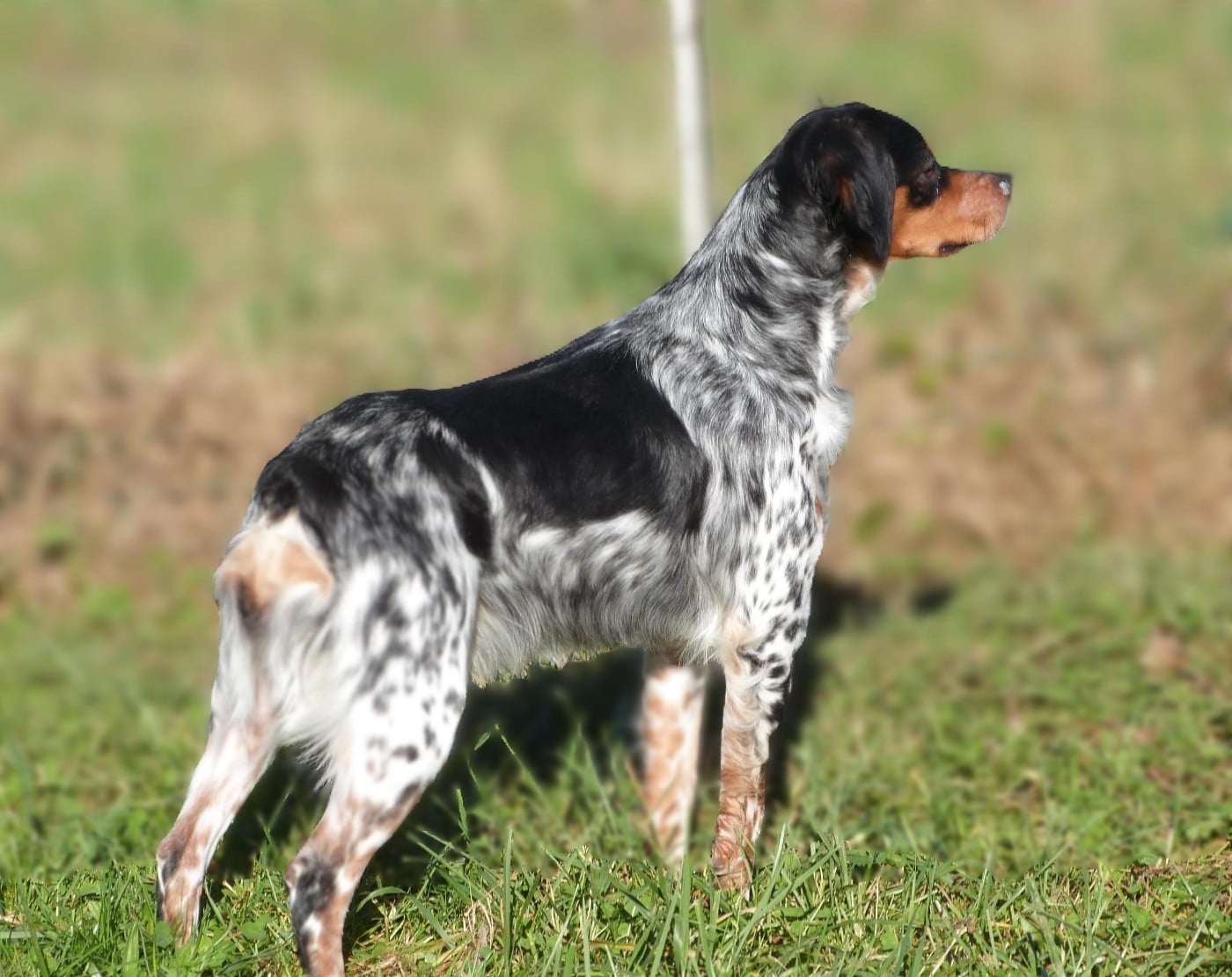 VIADEM YSL Du Coeur Ambre