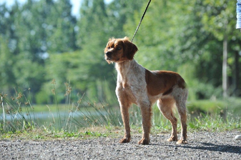 Publication : Du Coeur Ambre