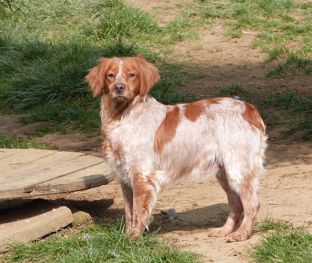 Publication : Du Coeur Ambre Auteur : Elevage du Coeur Ambre