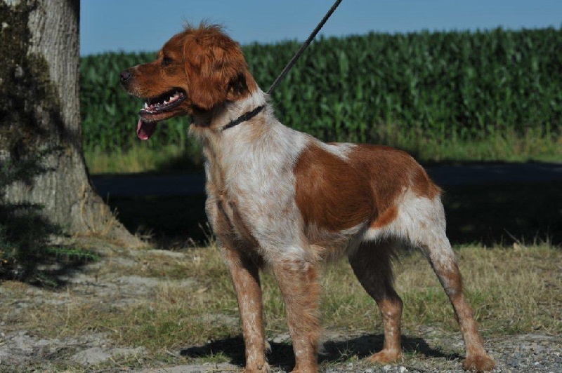 Publication : Du Coeur Ambre