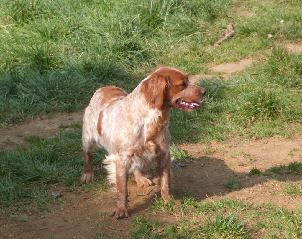 Publication : Du Coeur Ambre Auteur : Elevage du Coeur Ambre