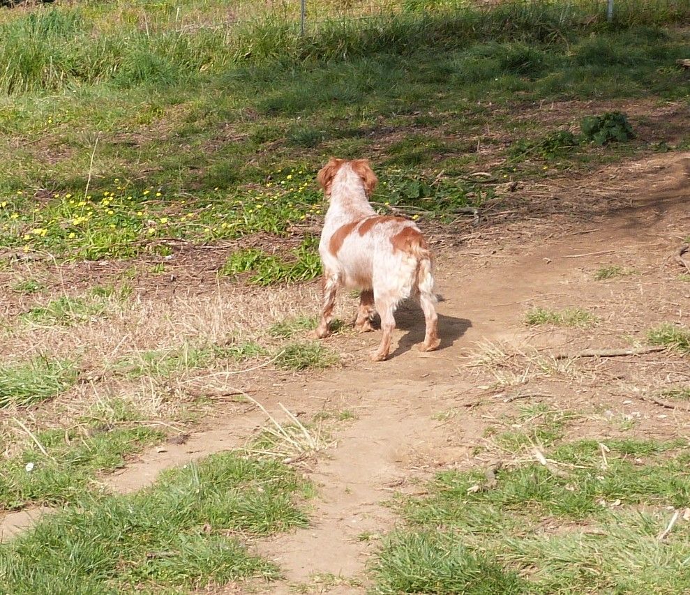 Publication : Du Coeur Ambre Auteur : Elevage du Coeur Ambre