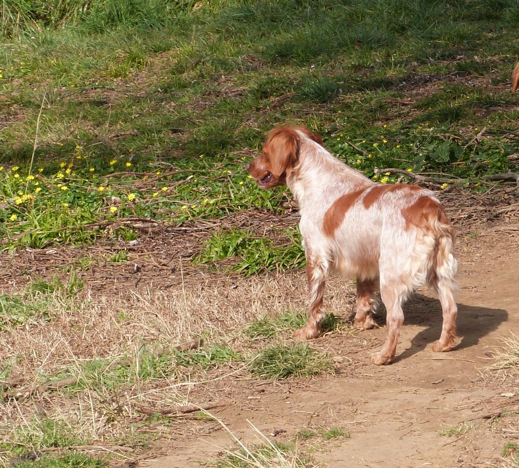 Publication : Du Coeur Ambre Auteur : Elevage du Coeur Ambre