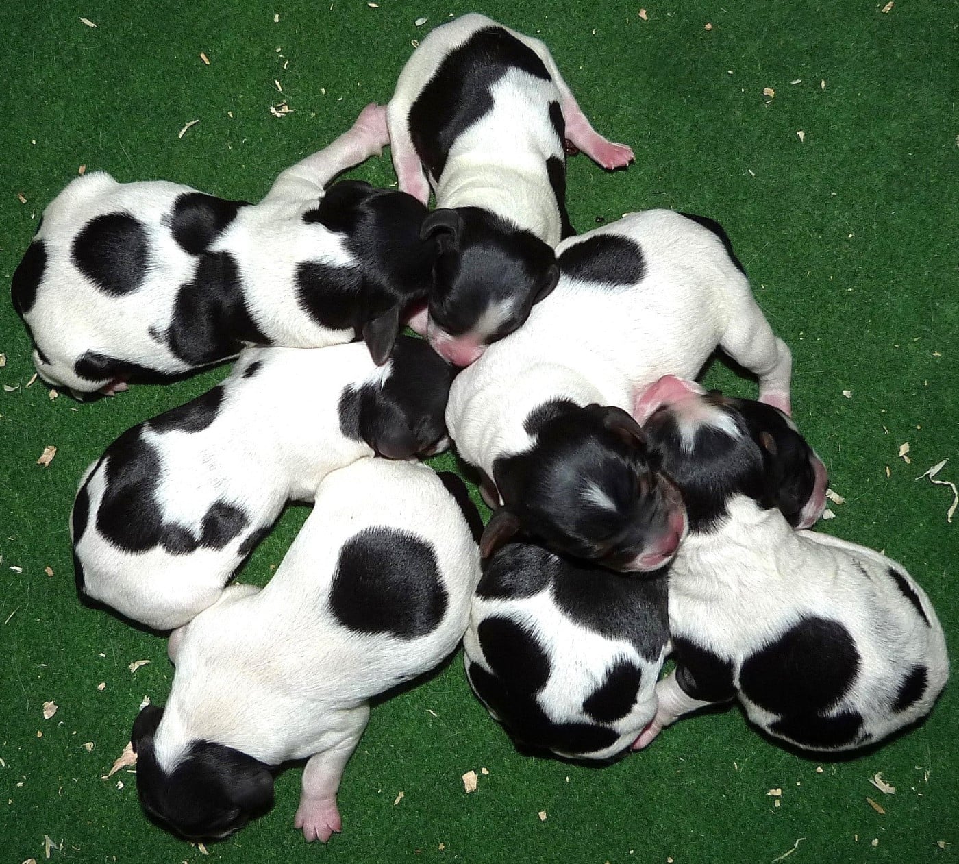 CHIOT 5 - Epagneul Breton