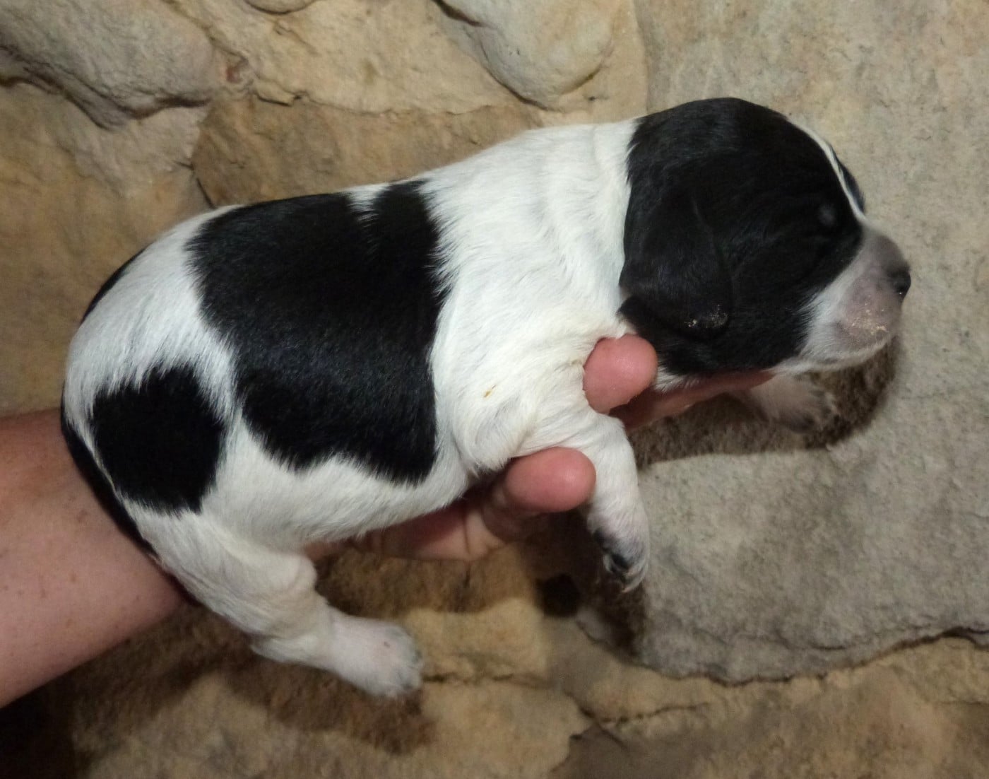 Chiot B. Noir et Blanc