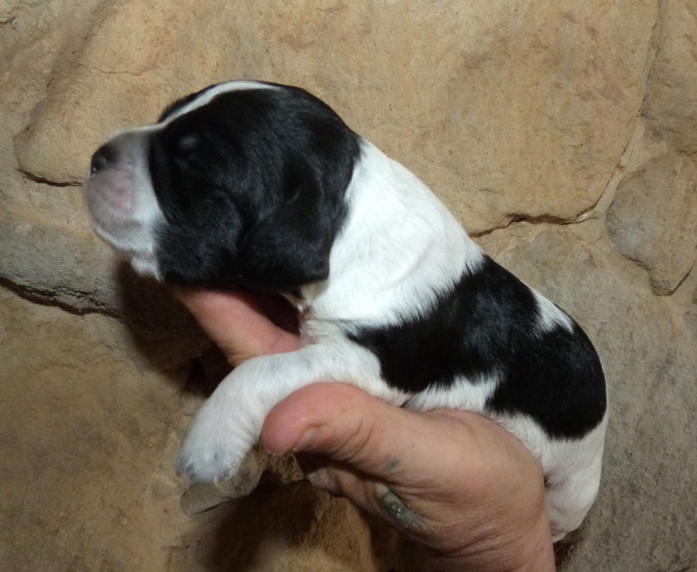 Chiot B. Noir et Blanc