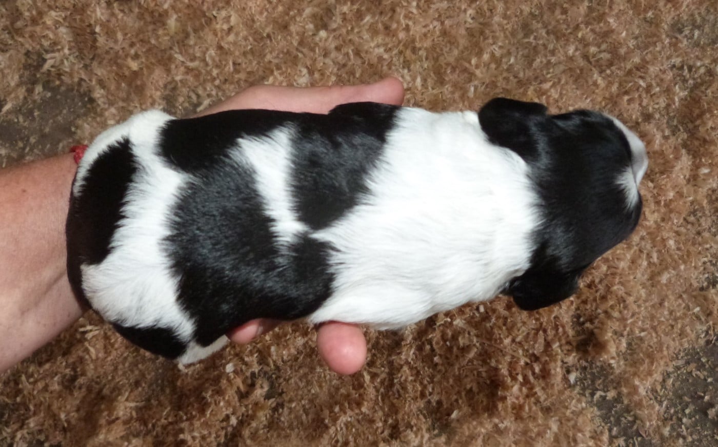 Chiot B. Noir et Blanc