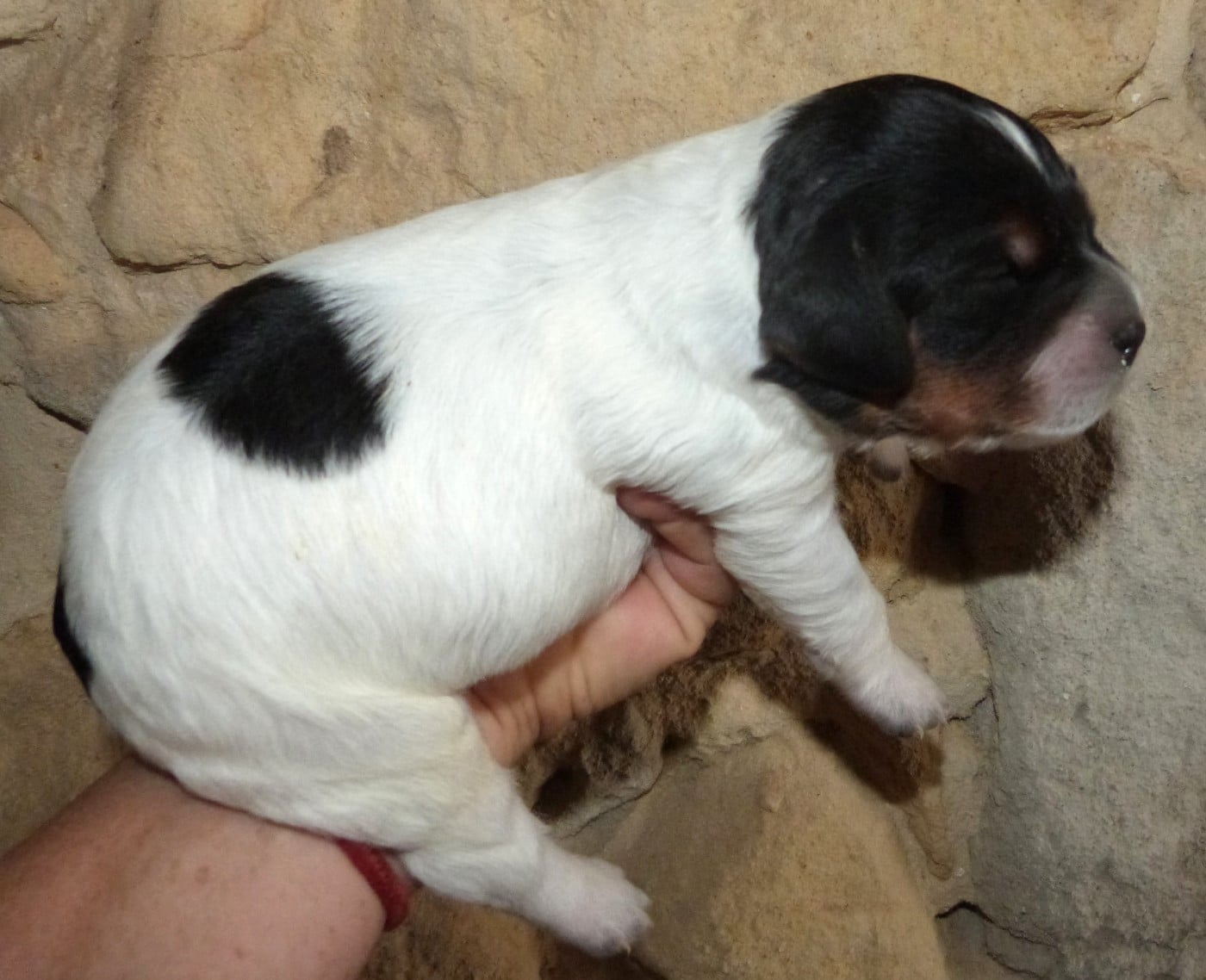 Chiot A. Tricolore