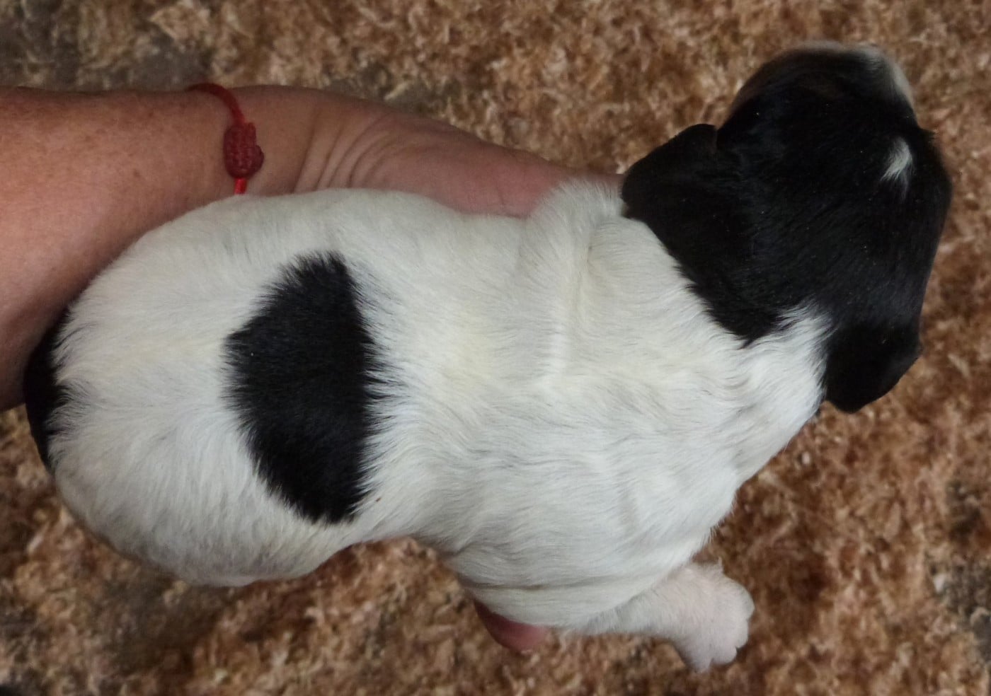 Chiot A. Tricolore