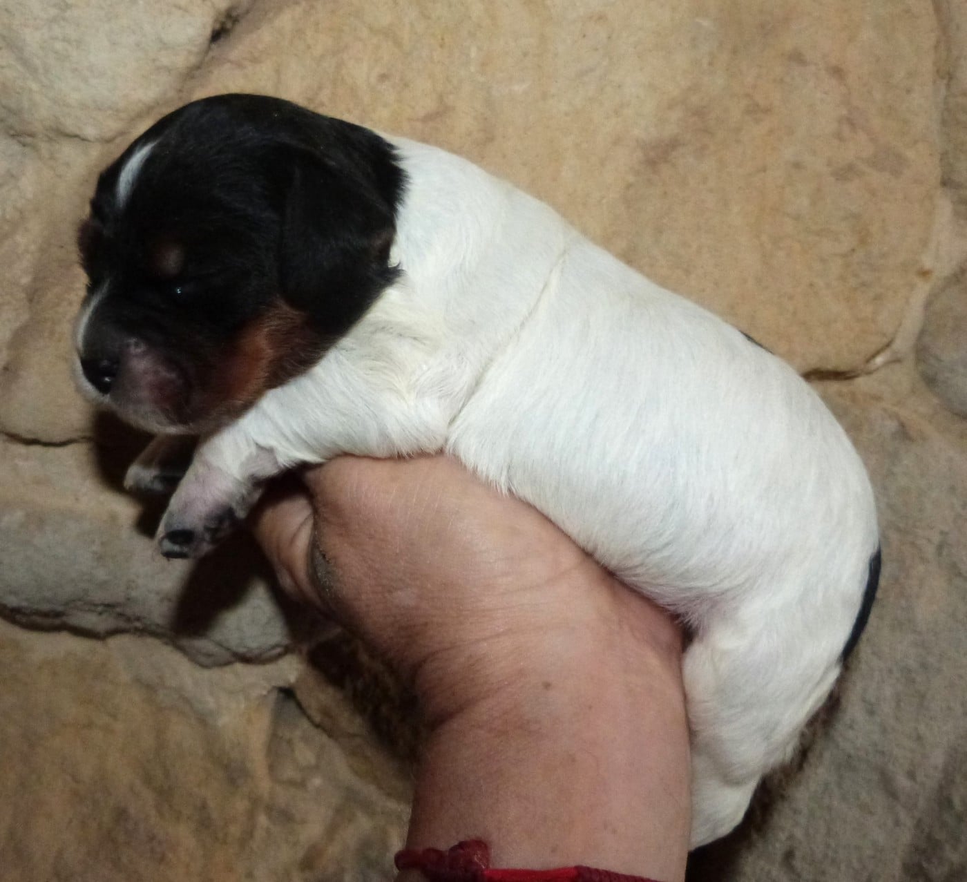 Chiot A. Tricolore